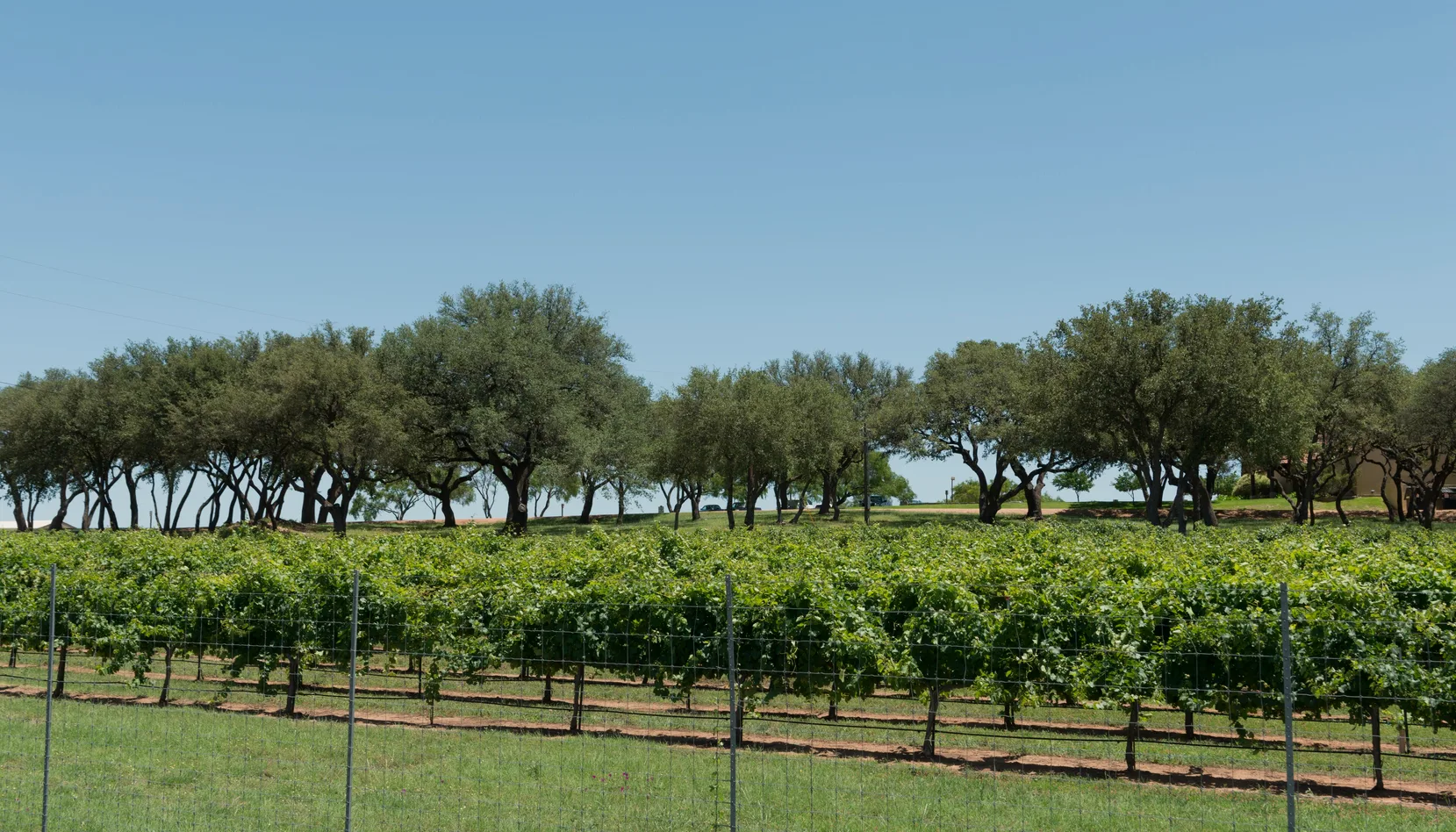 Fredericksburg & Wine Country